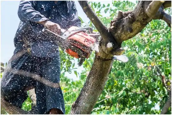 tree services Birchwood